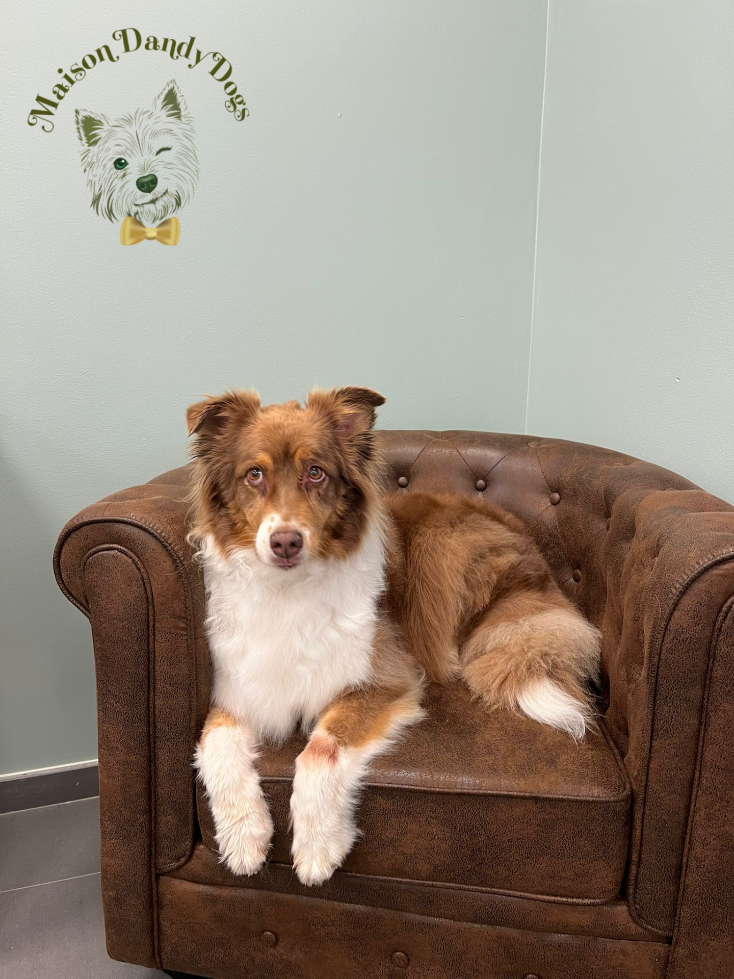 Berger australien red merle dans un fauteuil chesterfield