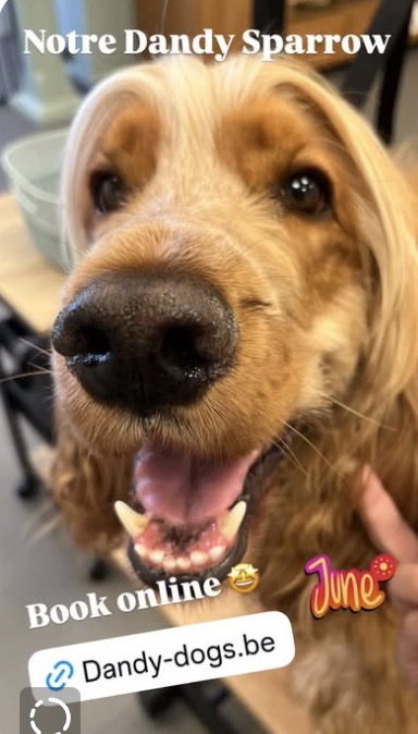 Notre Dandy Sparrow, cocker spaniel tout sourire