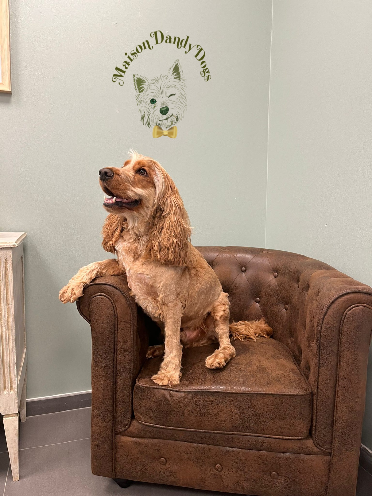 Cocker spaniel doré au pelage soyeux