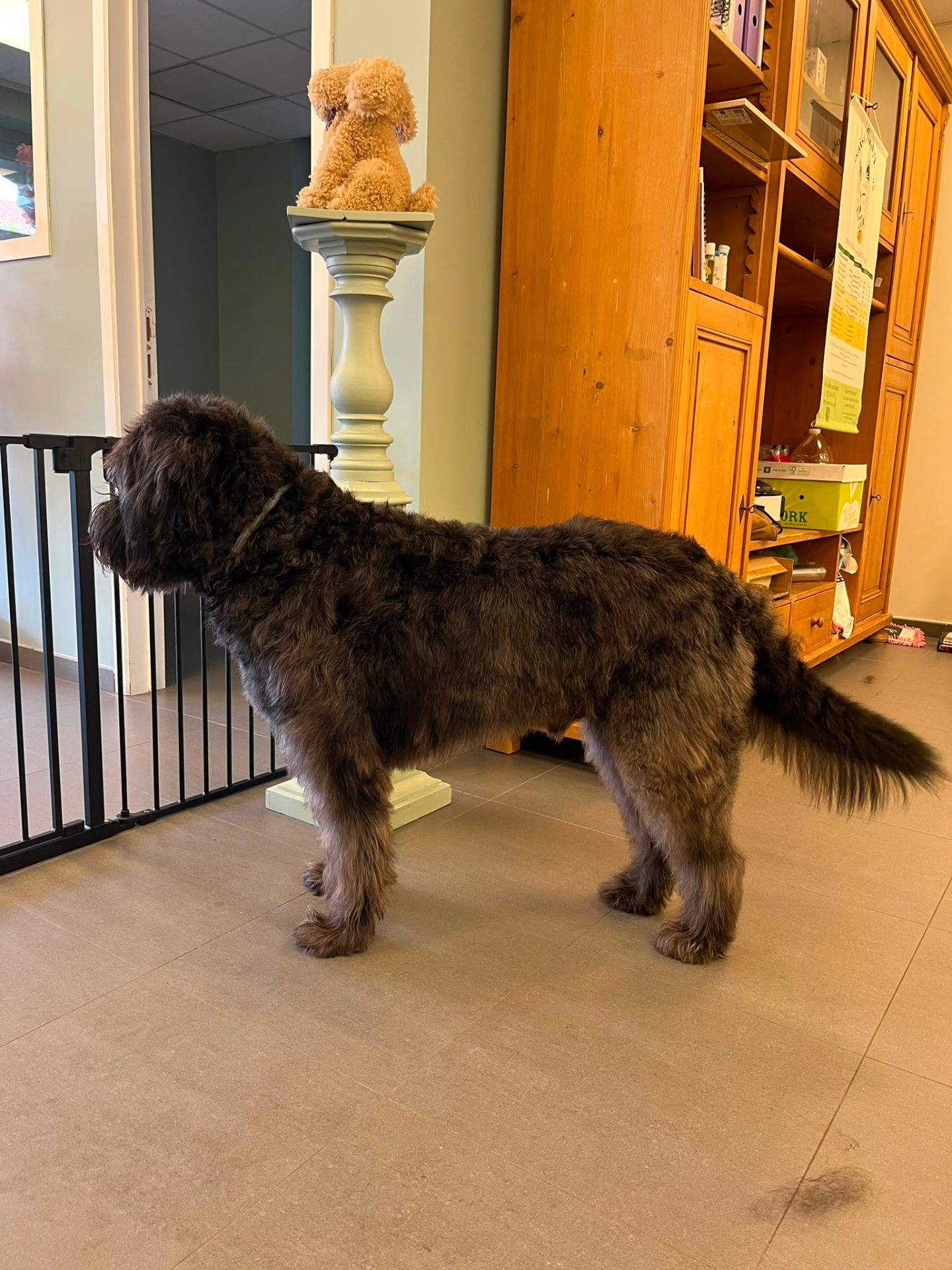 Bouvier des Flandres après une coupe sur mesure