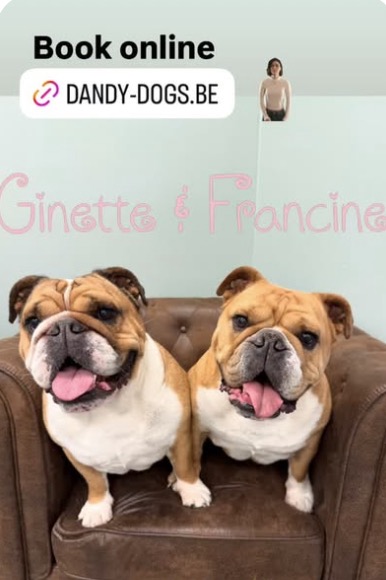 Ginette et Francine, deux bulldogs anglais complices